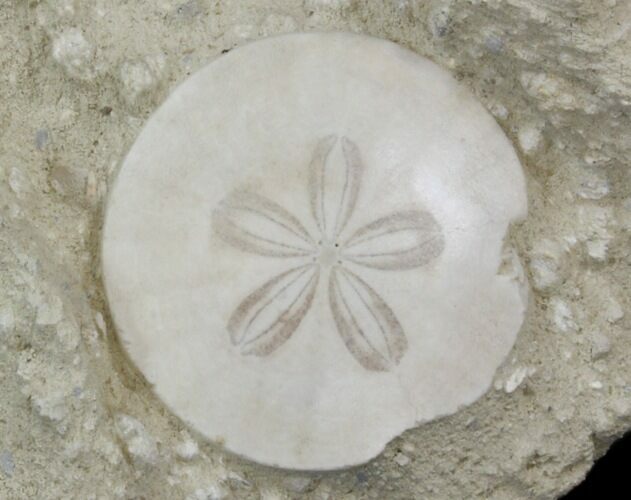 Fossil Sand Dollar (Scutella) - France #41364